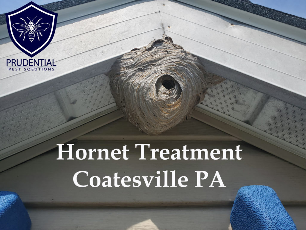 Hornet Nest Treatment Coatesville PA