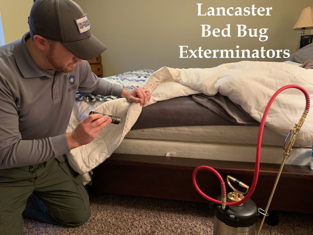 Lancaster Bed Bug Treatments Prudential Pest Solutions