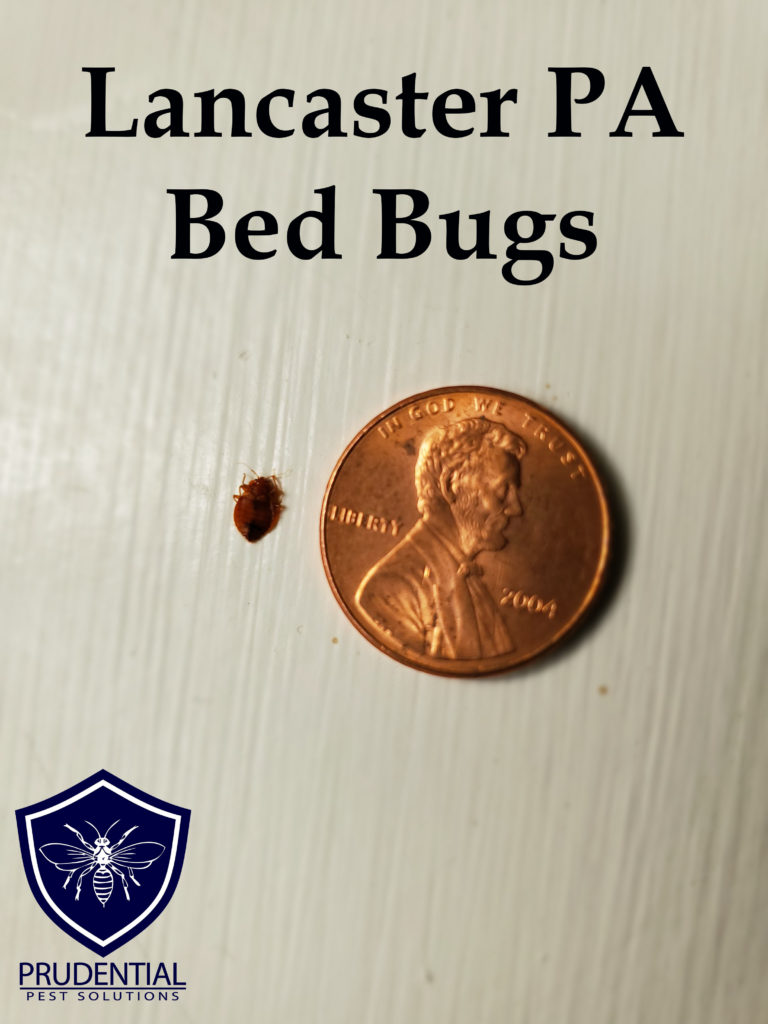 Lancaster PA Bed Bugs