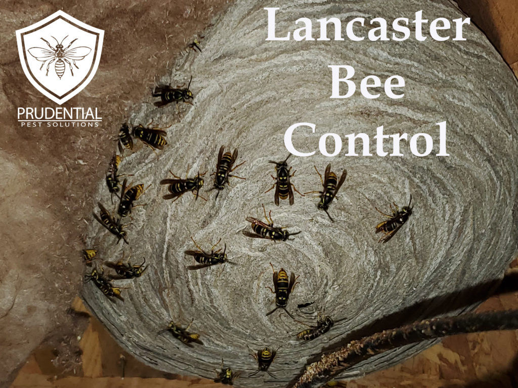 Lancaster Bee Control