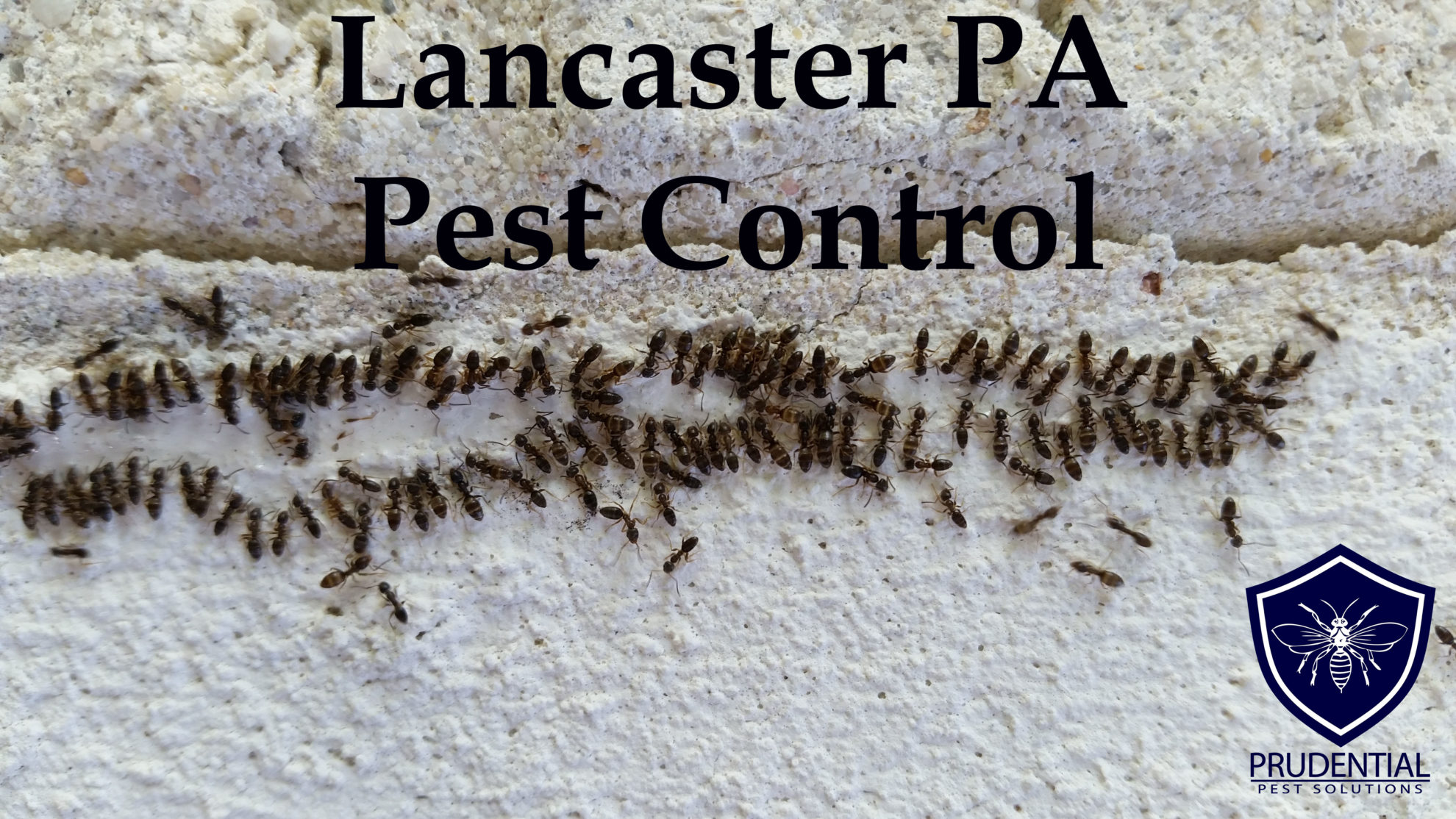 Lancaster Pest Control Prudential Pest Solutions