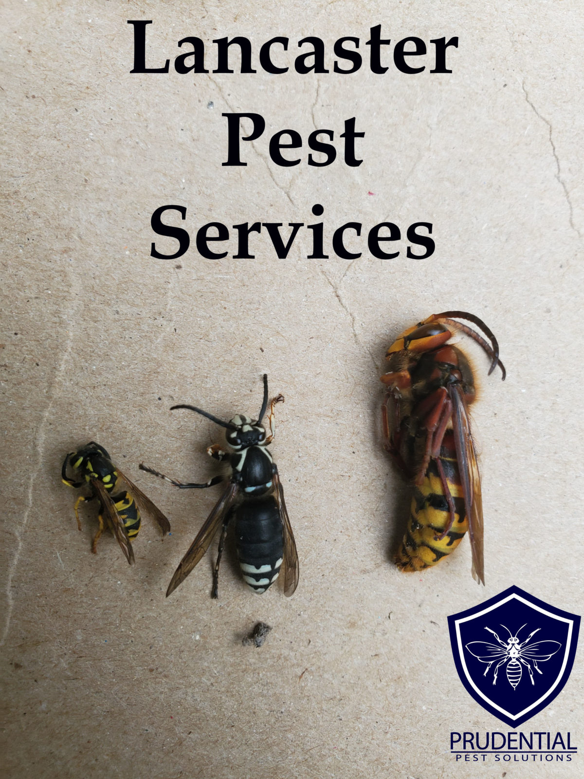 Lancaster Pest Control Prudential Pest Solutions