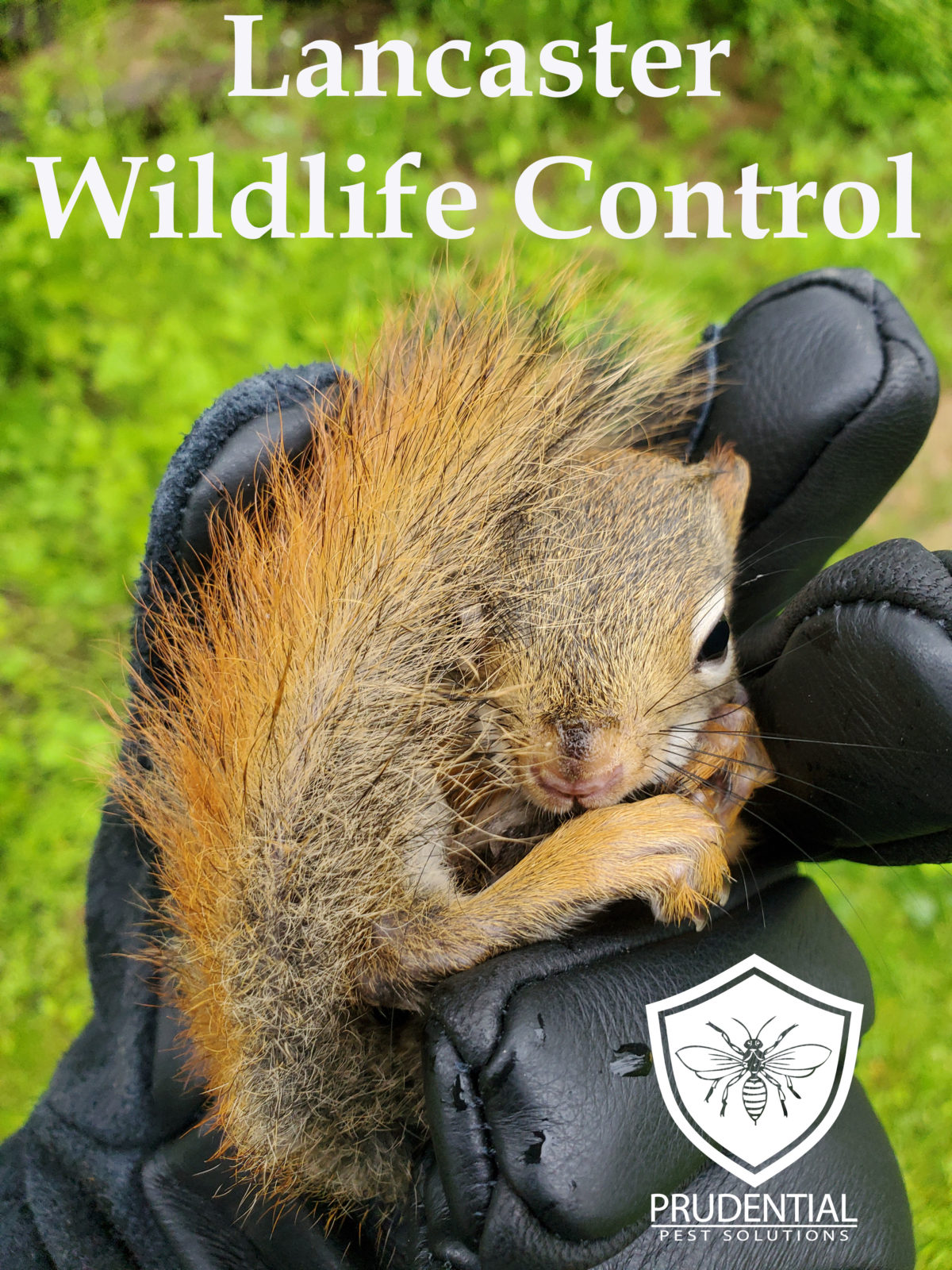 skedaddle humane wildlife control ancaster