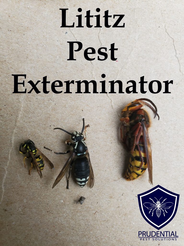 Lititz Pest Exterminator