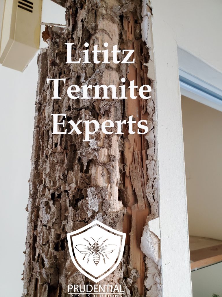 Lititz Termite Experts