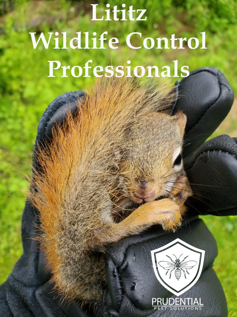 Lititz Wildlife Control Professionals