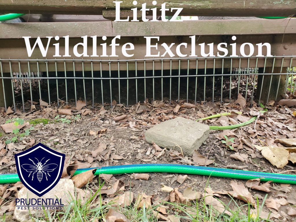 Lititz Wildlife Exclusion