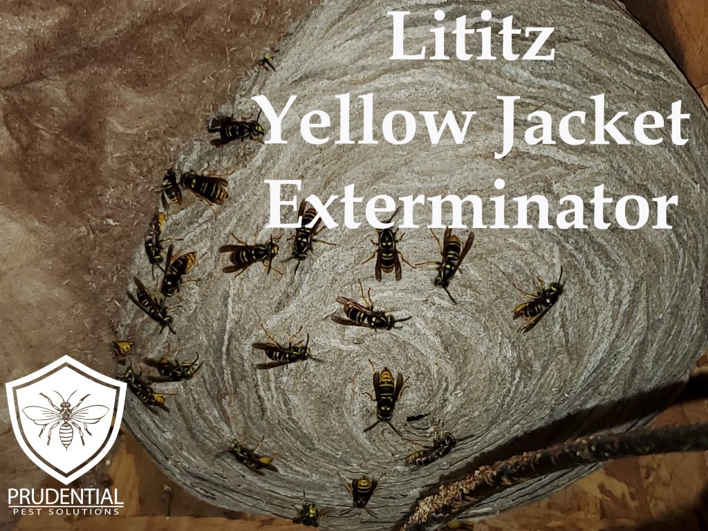 Lititz Yellow Jacket Exterminator