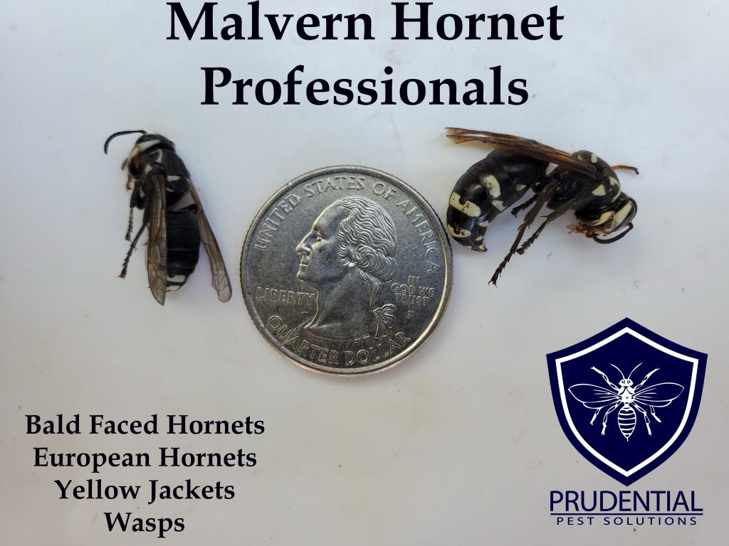 malvern hornet expert