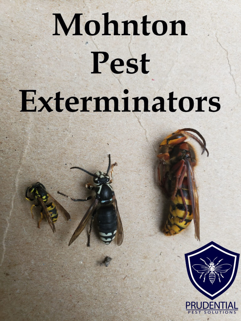 Mohnton Pest Exterminators