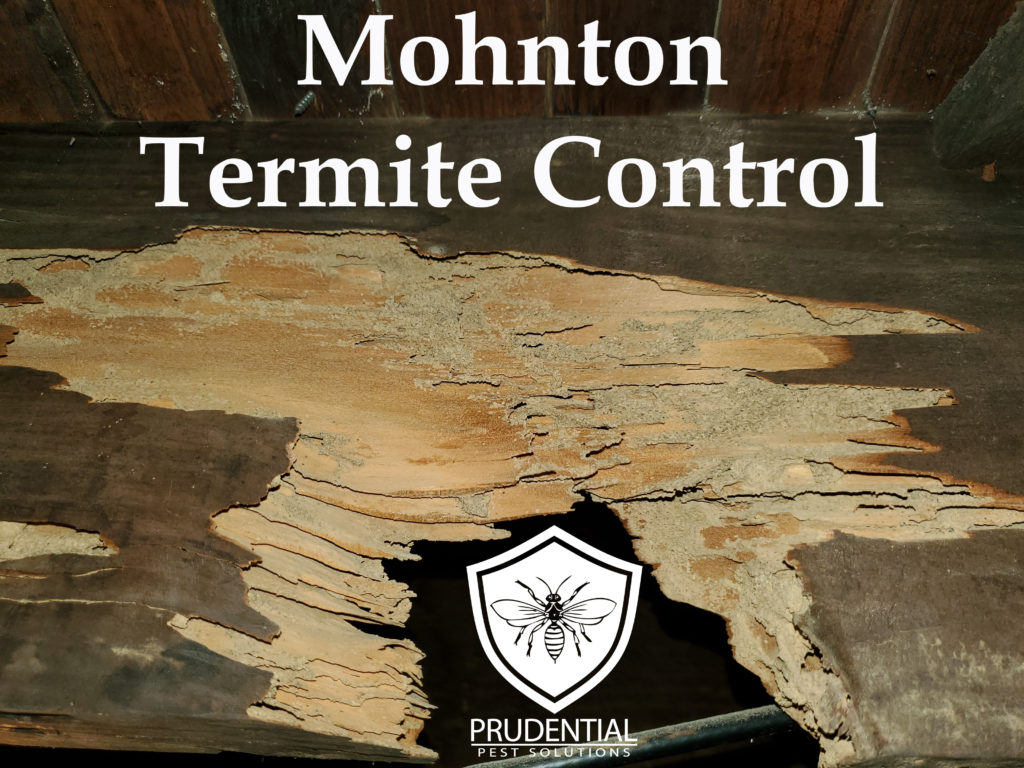 Mohnton Termite Control