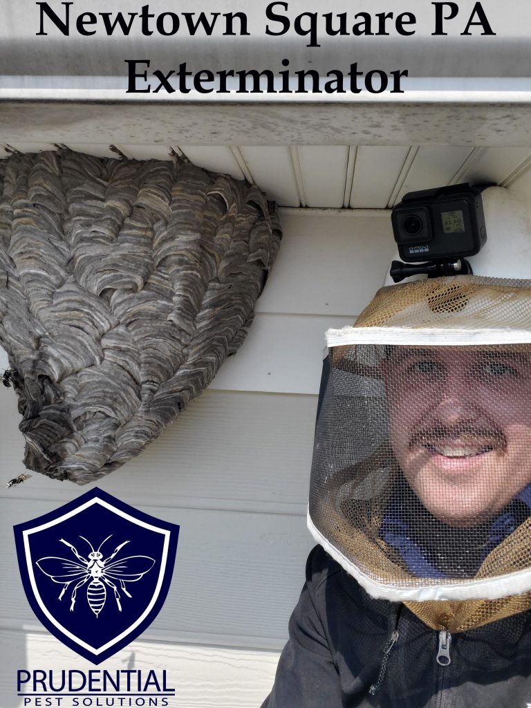 Newtown Square PA Exterminator