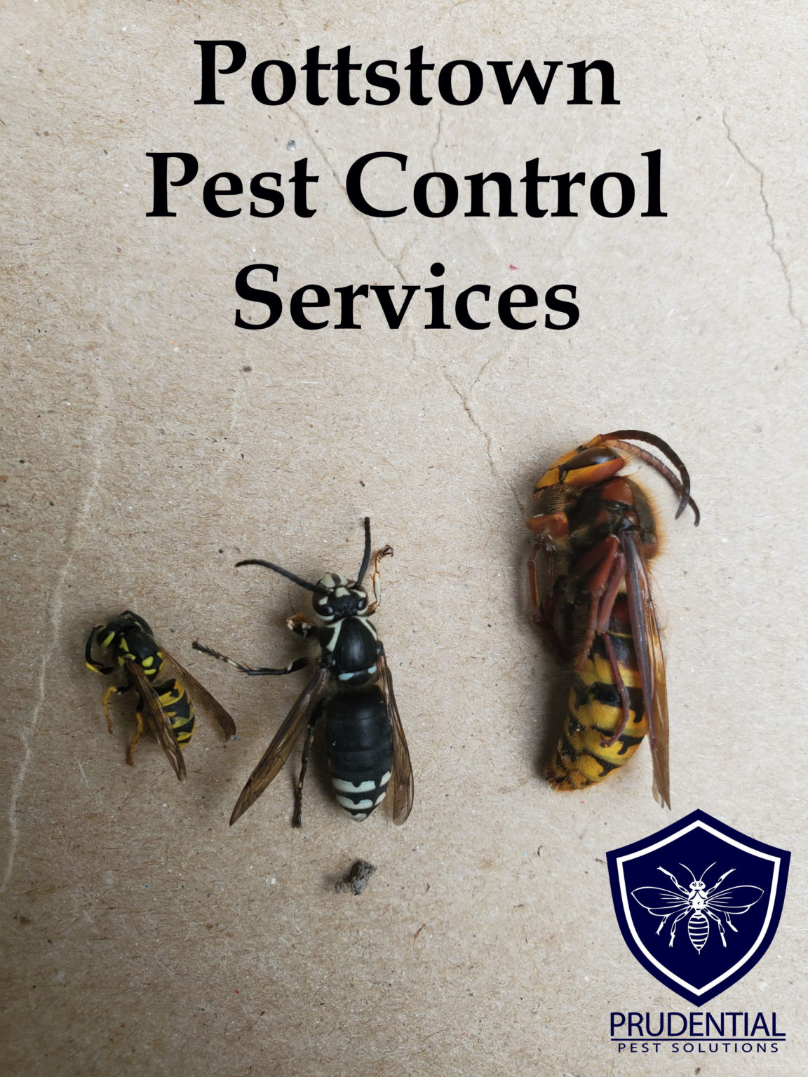 Pottstown Pest Control Prudential Pest Solutions
