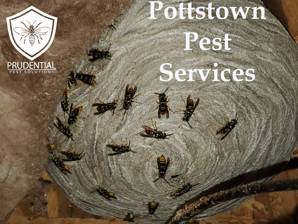 Pottstown Pest Services