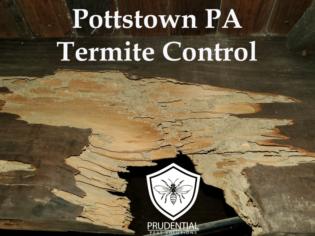 Pottstown PA Termite Control