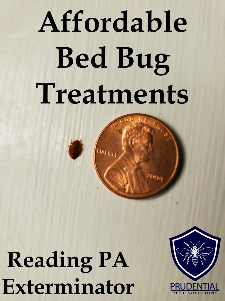 Affordable Bed Bug Treatments