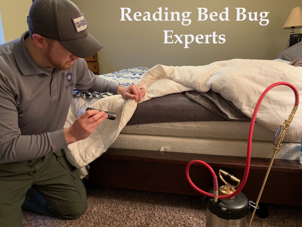 Ez Best Bed Bug Removal