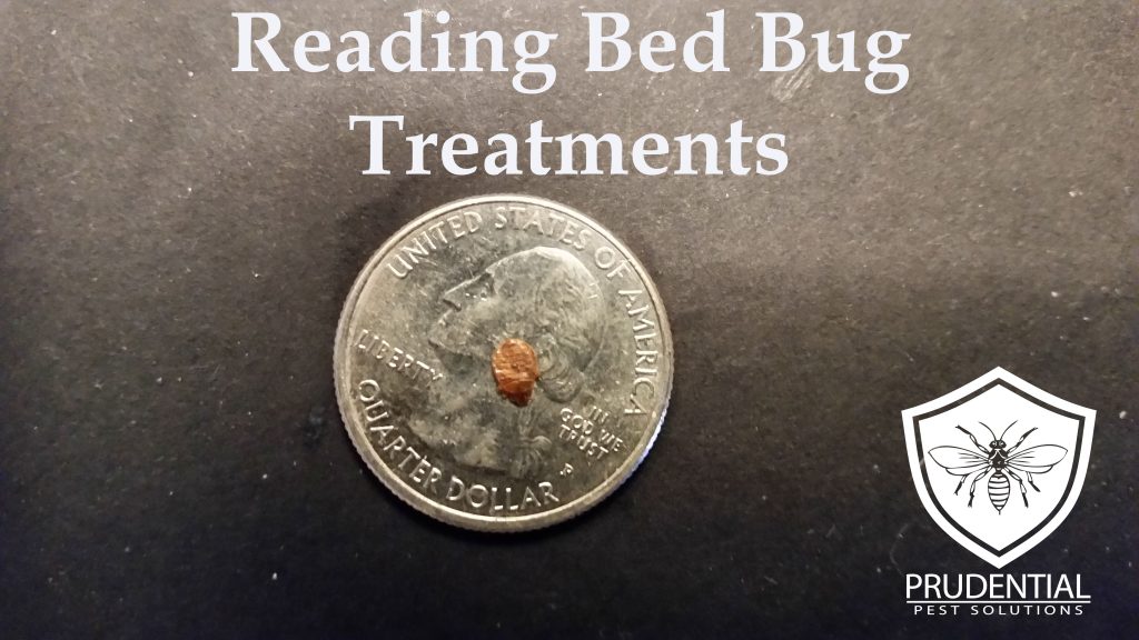 Reading Bed Bug Treatments