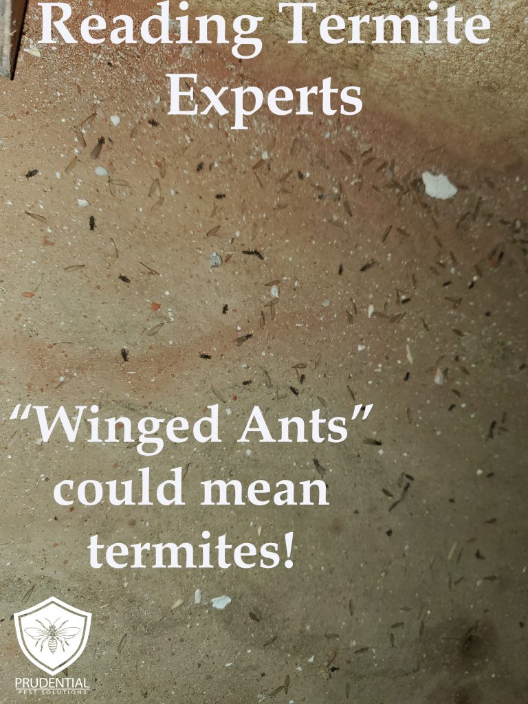 Reading Termite Experts