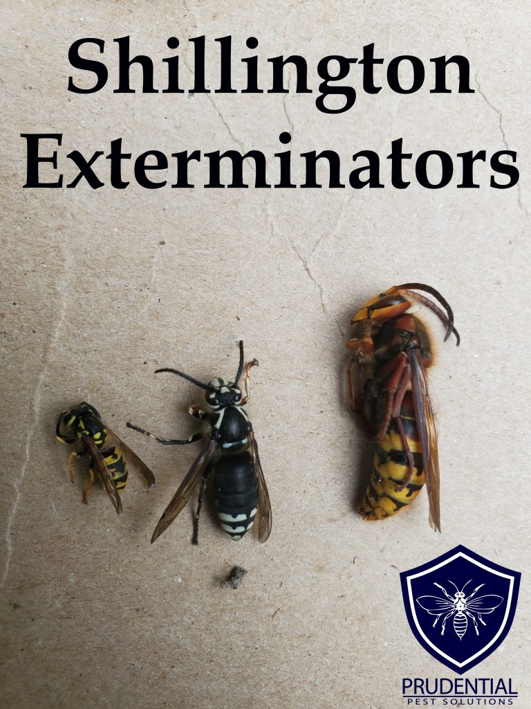 Shillington Exterminators