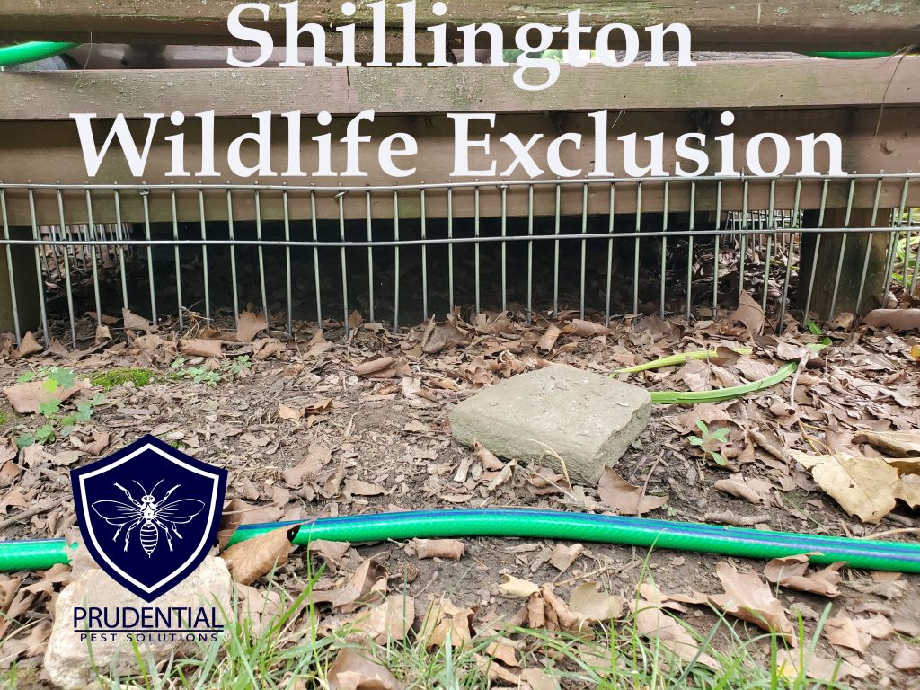 Shillington Wildlife Exclusion