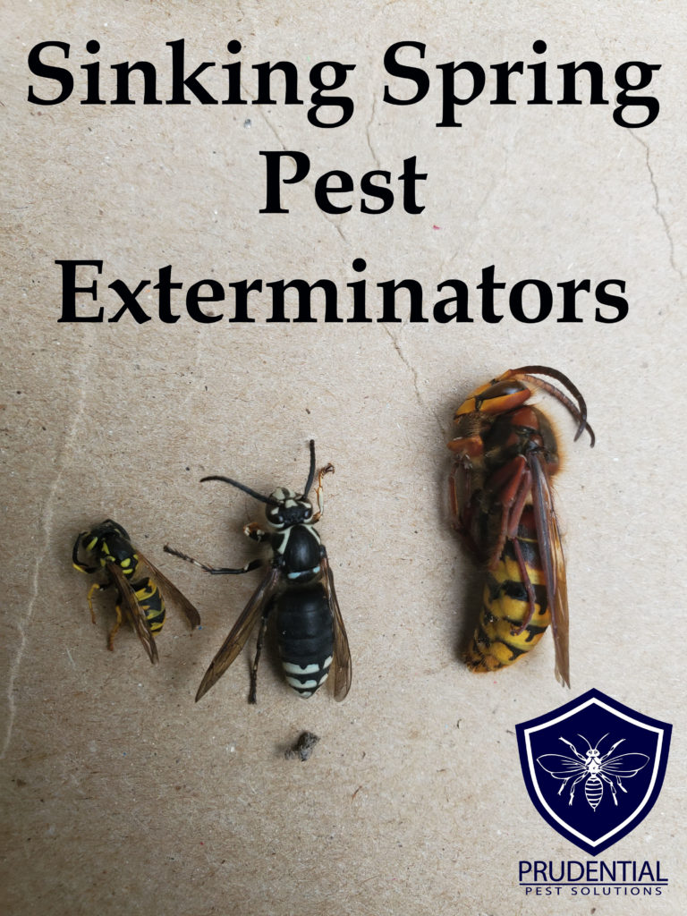 Sinking Spring Pest Exterminator