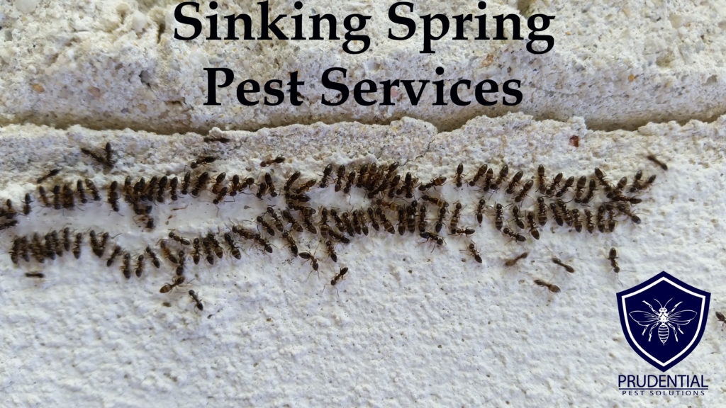 Sinking Spring Pest Services