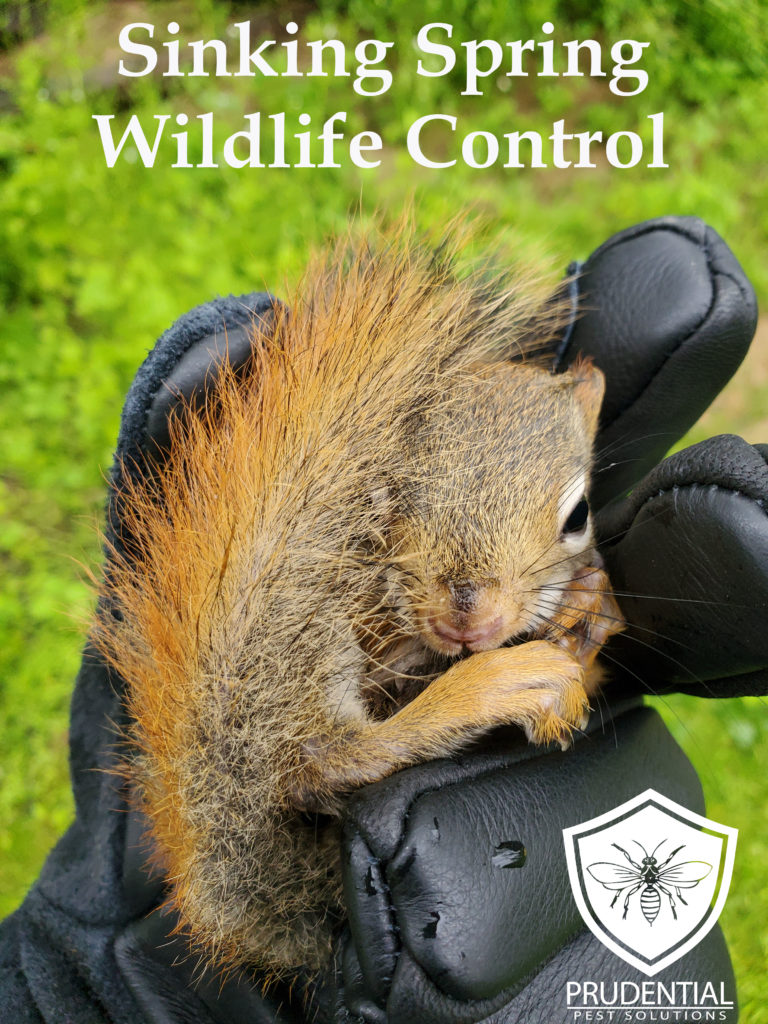 Sinking Spring Wildlife Control