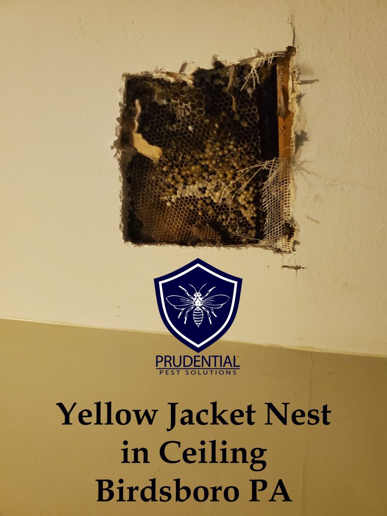 yellow jacket nest birdsboro