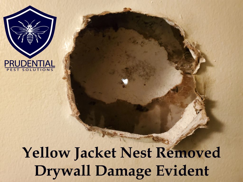 yellow jacket nest wall