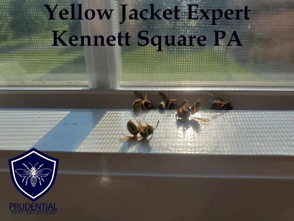 yellow jacket kennett square