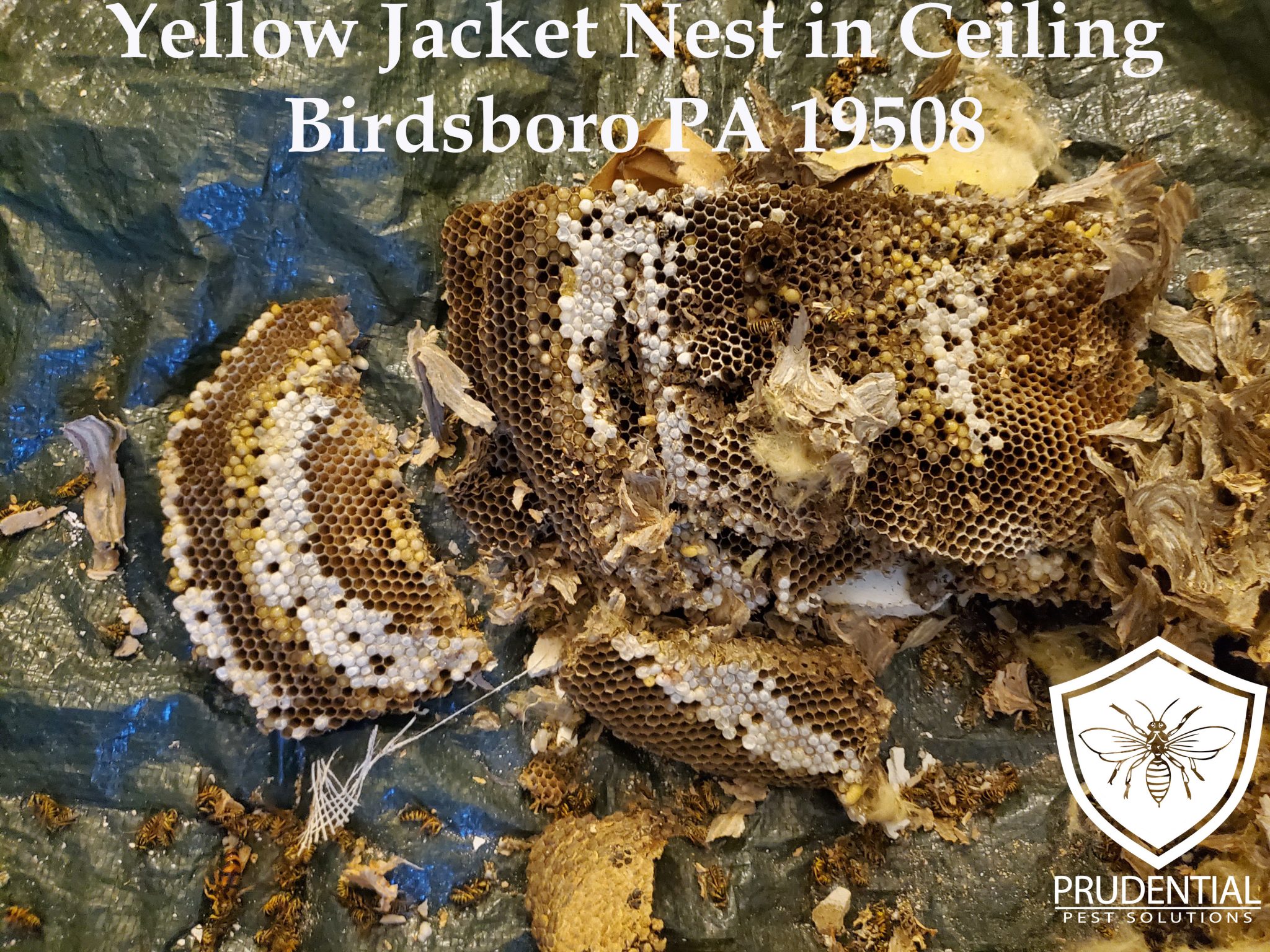 Birdsboro Yellow Jacket Nest In Ceiling Prudential Pest Solutions 5293