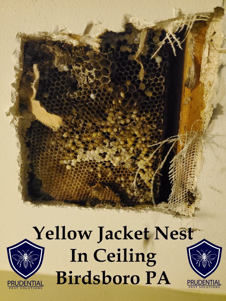 Birdsboro Yellow Jacket Nest in Ceiling - Prudential Pest Solutions