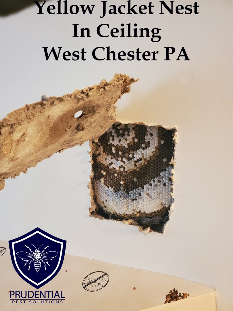 Yellow Jacket Nest in Ceiling West Chester - Prudential Pest Solutions