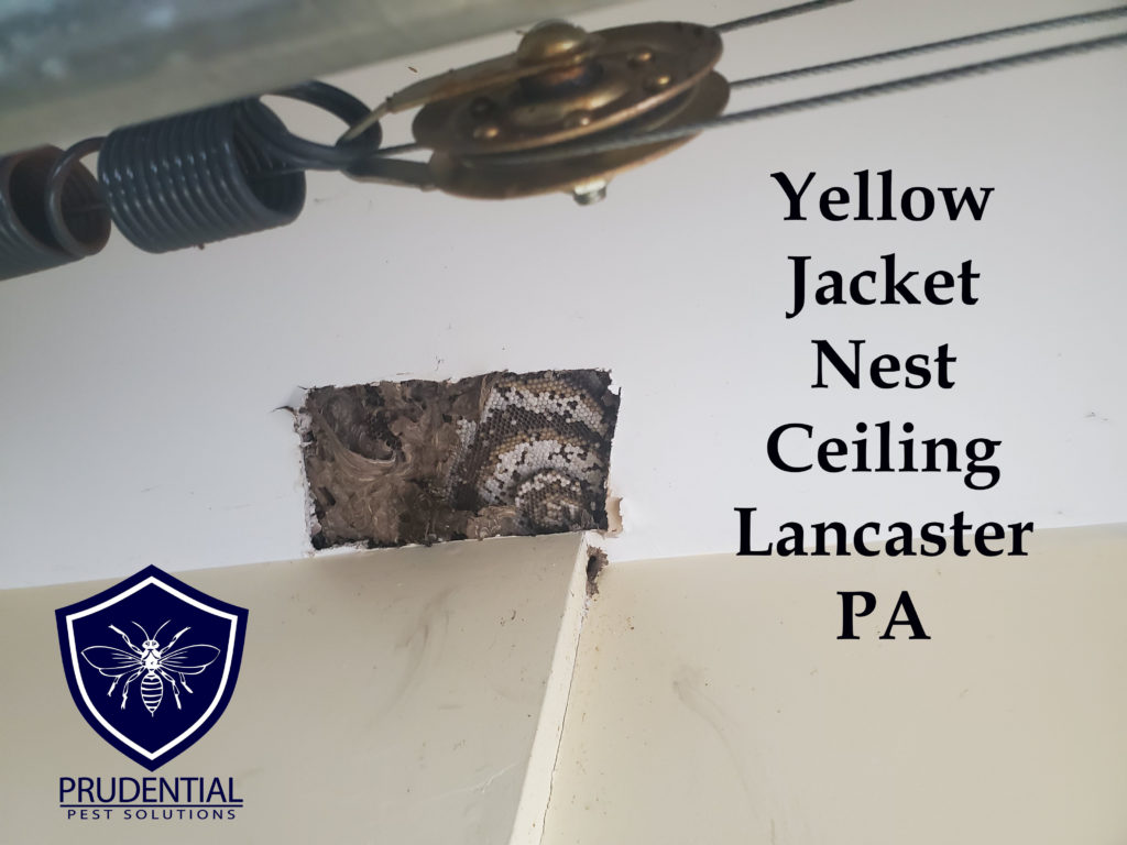 yellow jacket lancaster