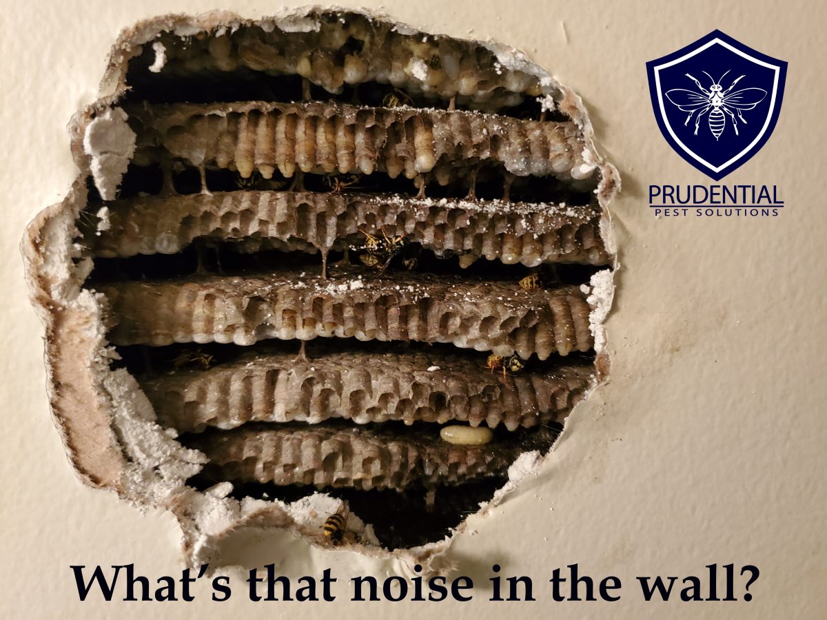 Yellow Jacket Nest in Wall Treatment Prudential Pest Solutions