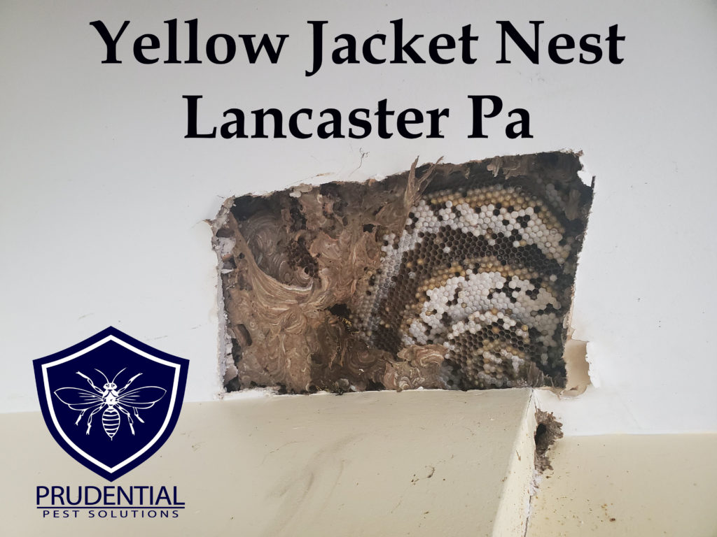 yellow jackets lancaster