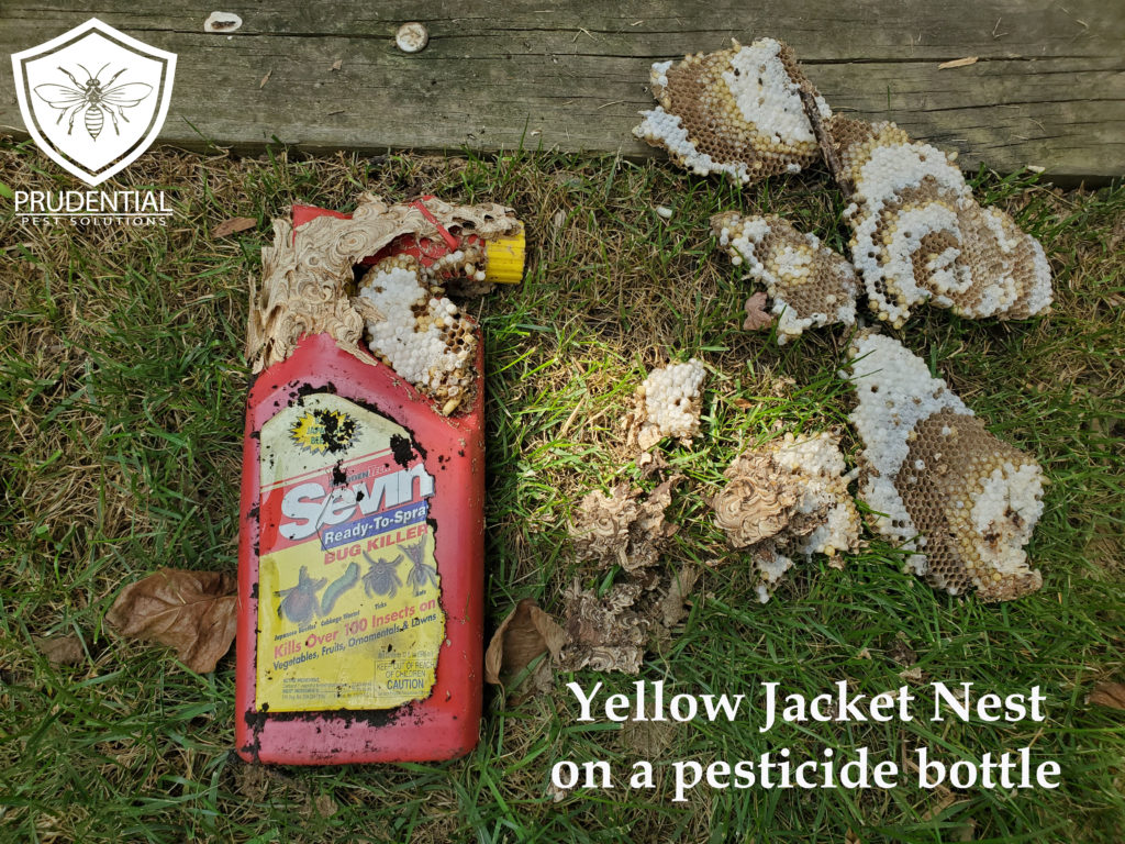 yellow jacket nest built on pesticide bottle