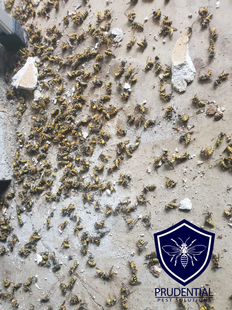 yellow jackets in garage in Lancaster Pa