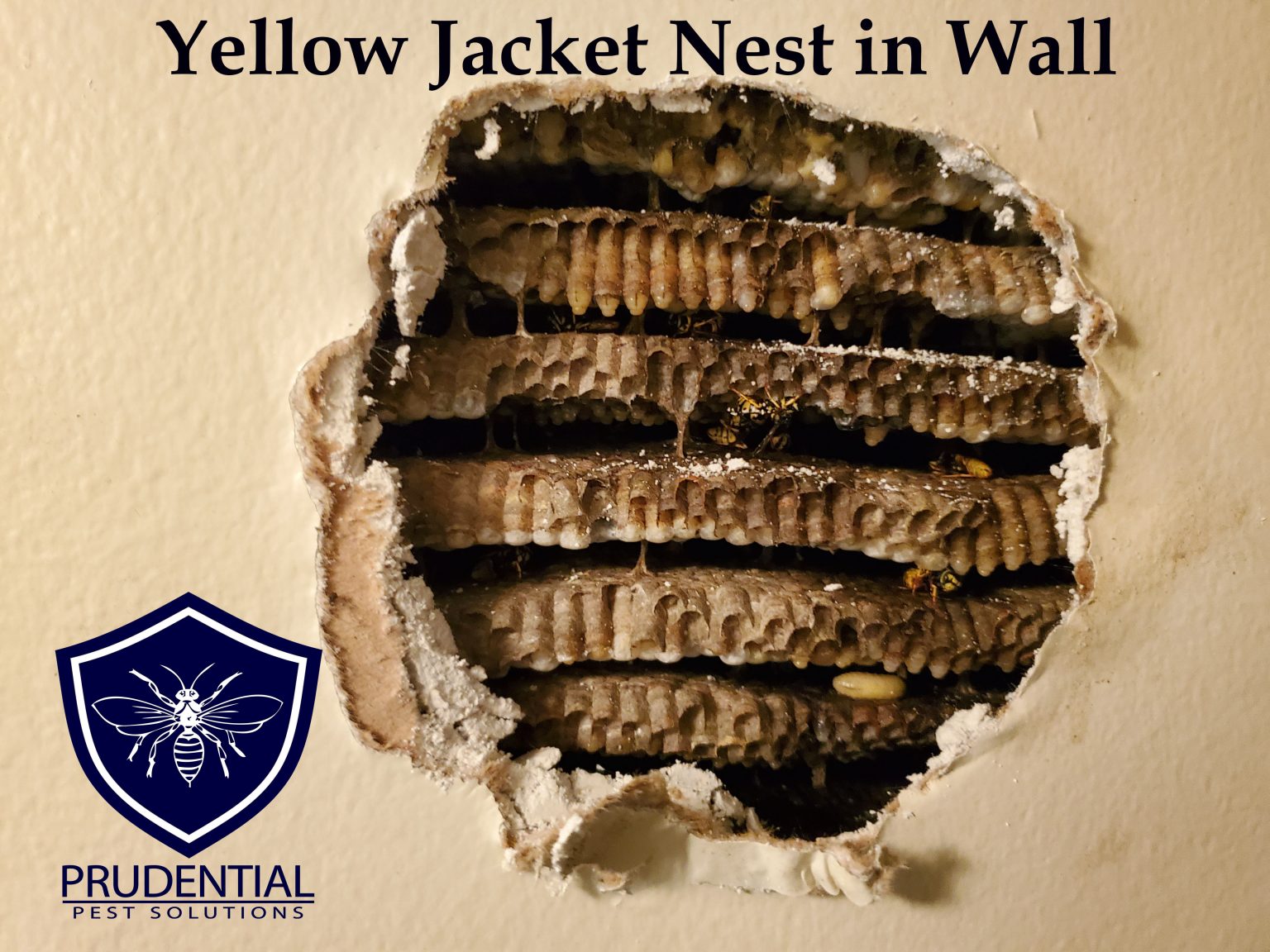 Yellow Jacket Nest in Wall Treatment - Prudential Pest Solutions