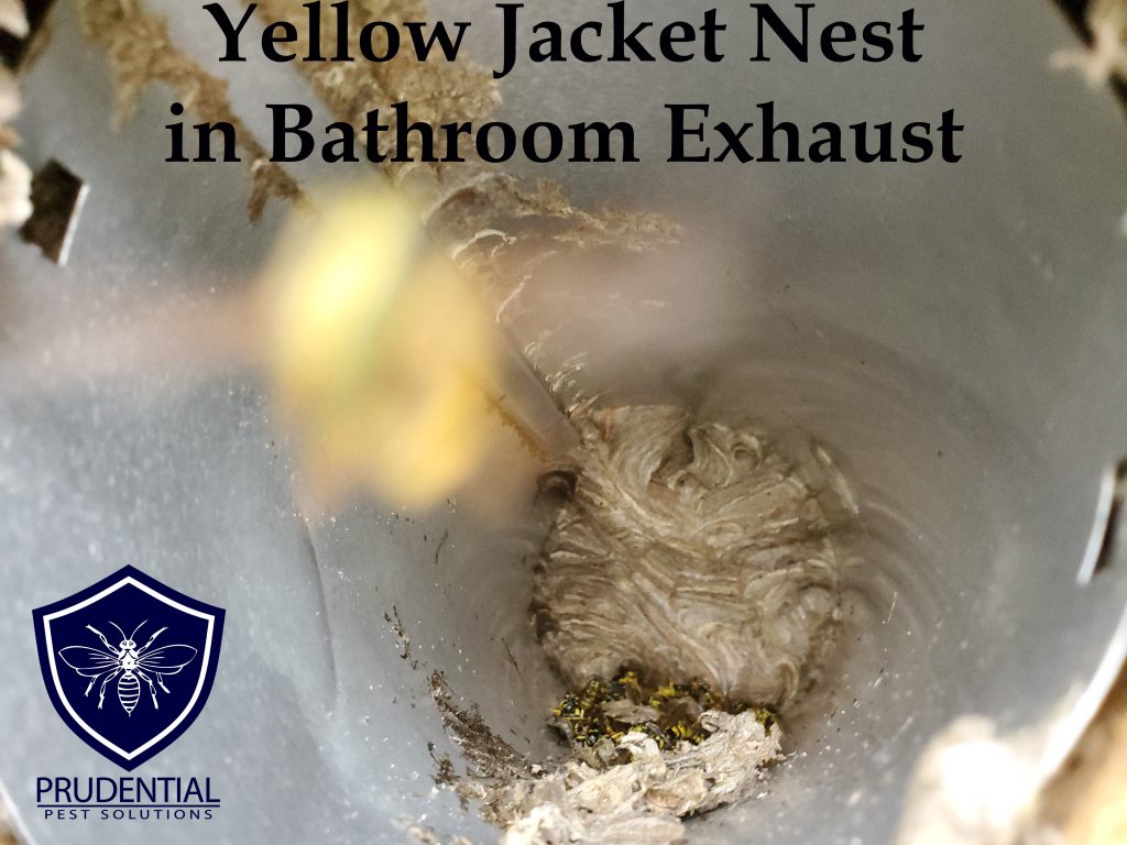 yellow jacket bathroom exhaust