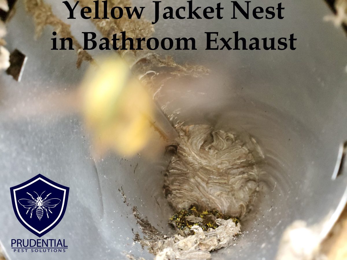 Yellow Jacket Nest in Bathroom Exhaust Prudential Pest Solutions