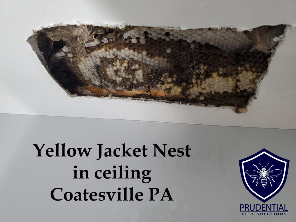 yellow jacket nest ceiling coatesville pa