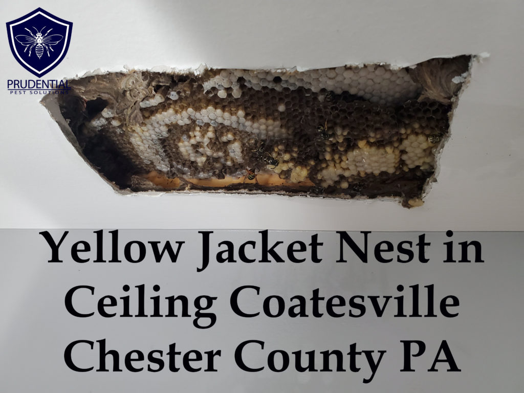 yellow jacket nest in ceiling coatesville chester county pa