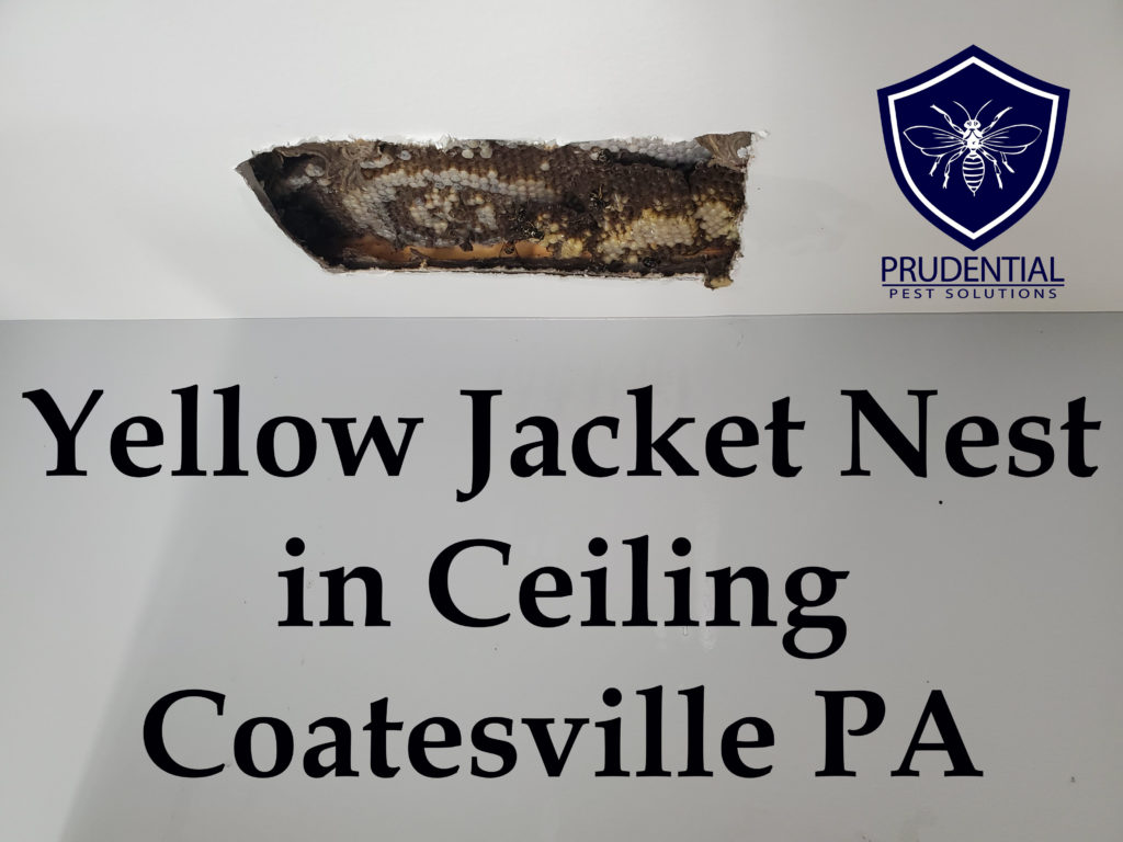 yellow jacket nest in ceiling coatesville pa