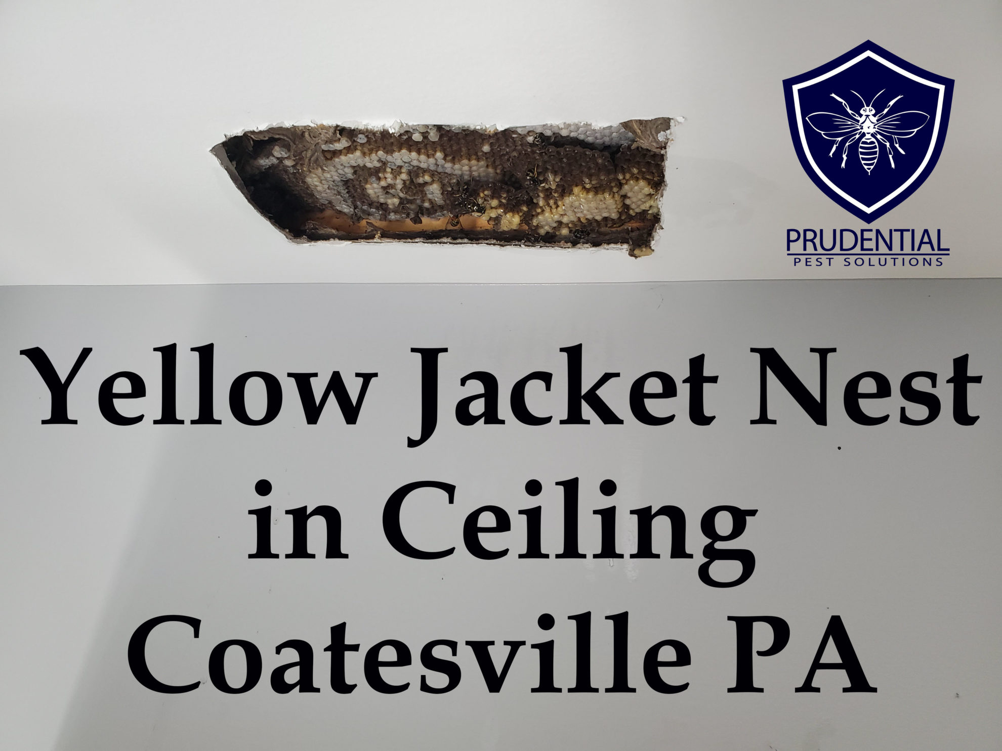 Yellow Jacket Nest in Ceiling Coatesville PA - Prudential 