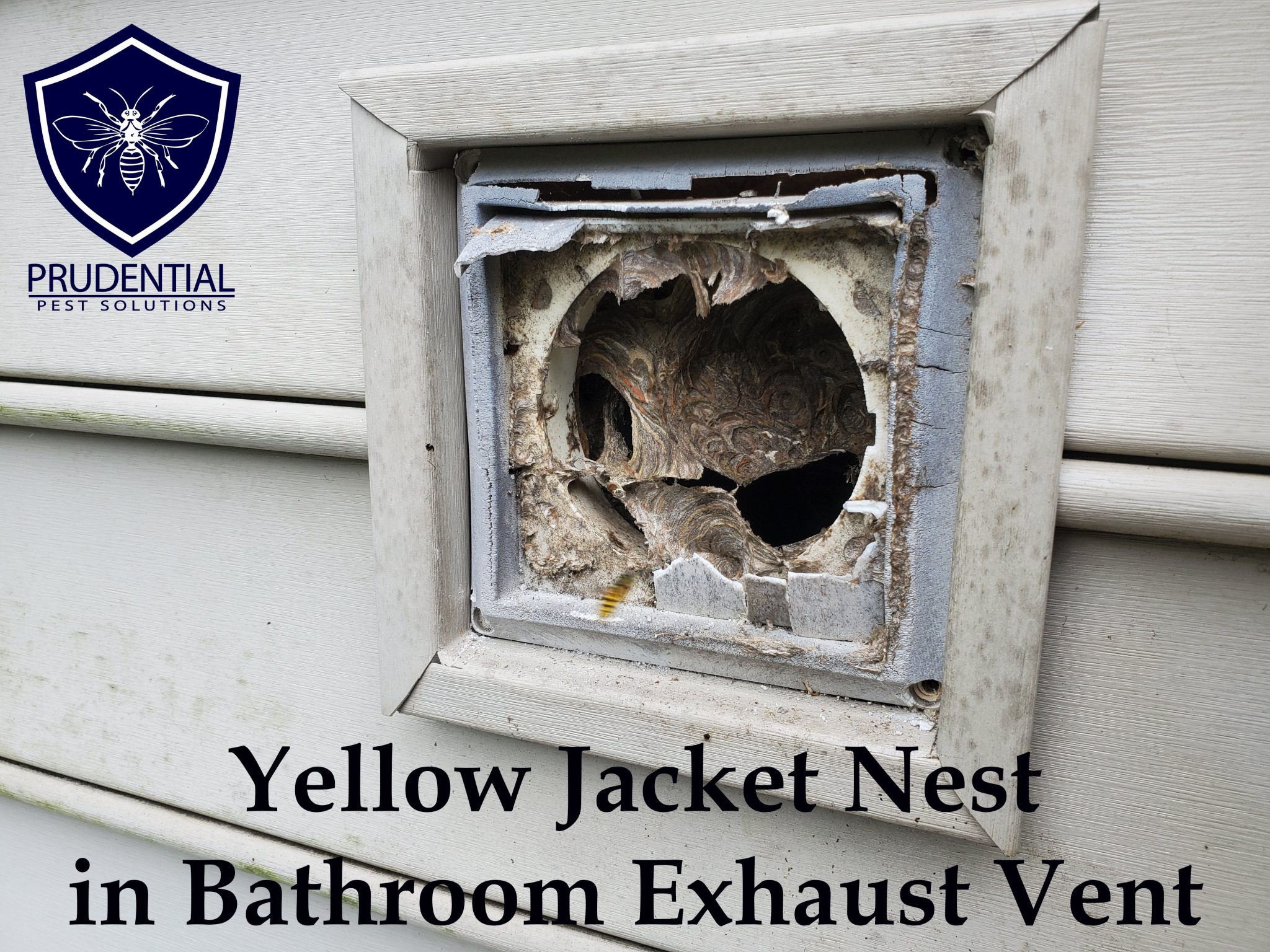 yellow jacket nest bathroom exhaust