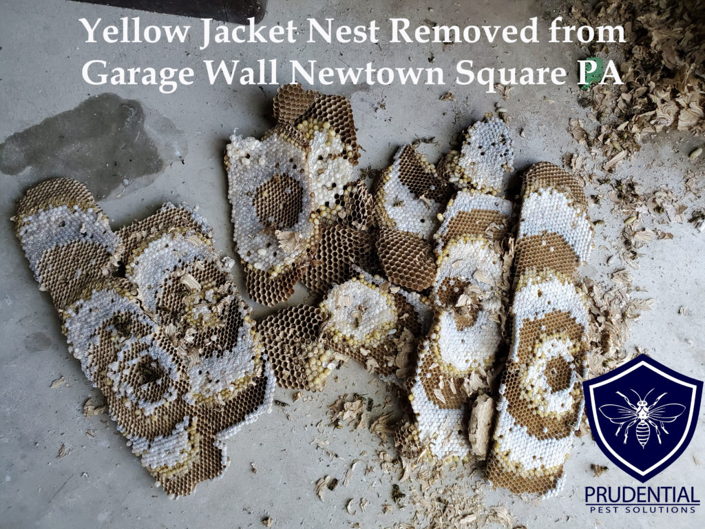 yellow jacket nest newtown square