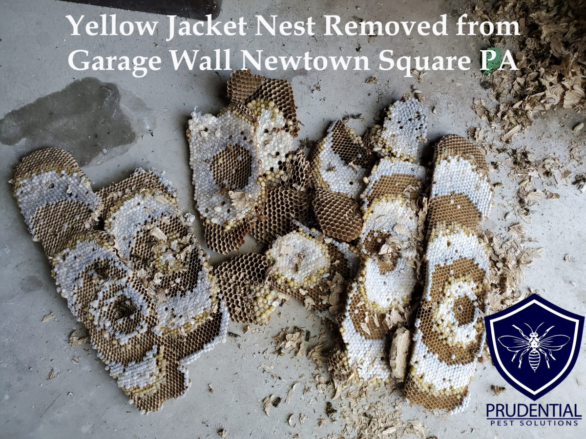 Yellow Jacket Nest In Wall Of Garage Prudential Pest Solutions 6749