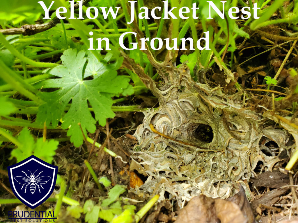 yellow jacket nest in ground in Malvern PA